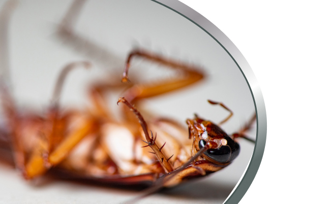 Cockroach Control