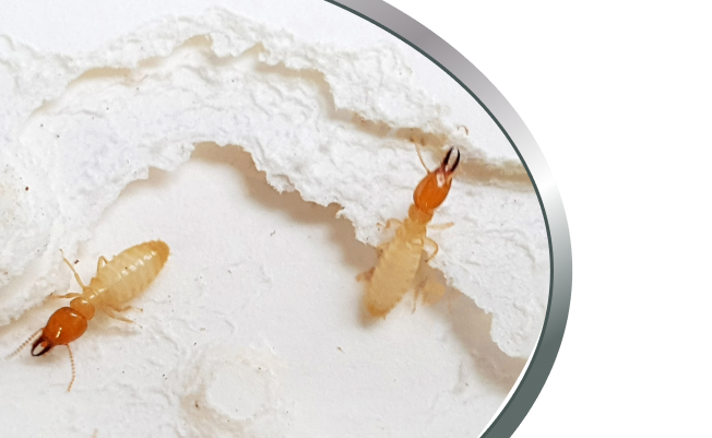 Active Pest Control Management 