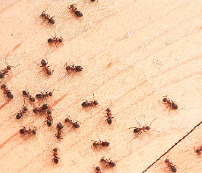Active Pest Control Management