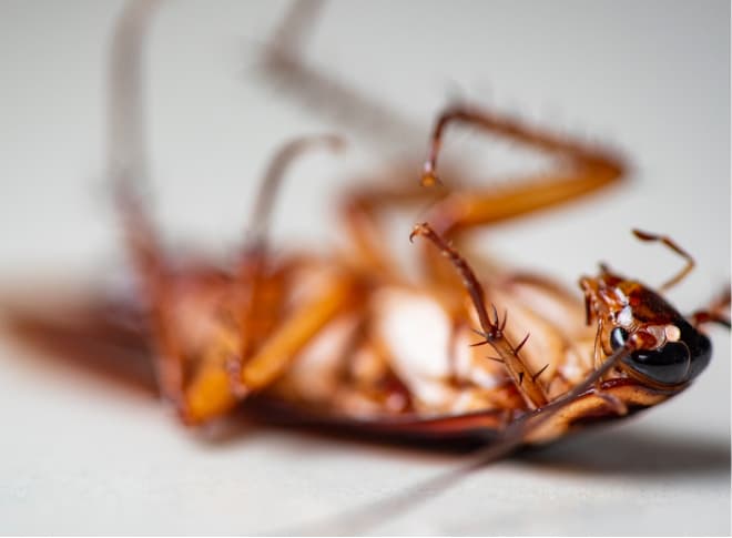 Active Pest Control Management 