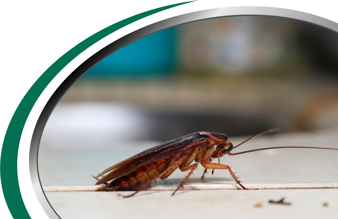 Active Pest Control Management 