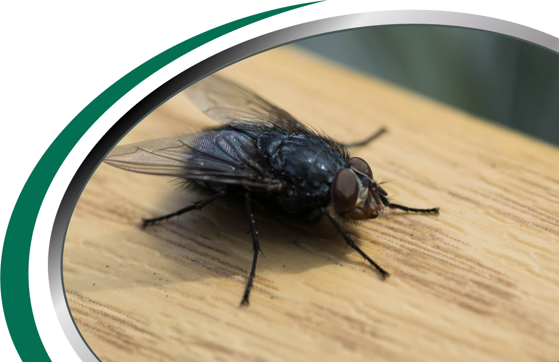 Active Pest Control Management 