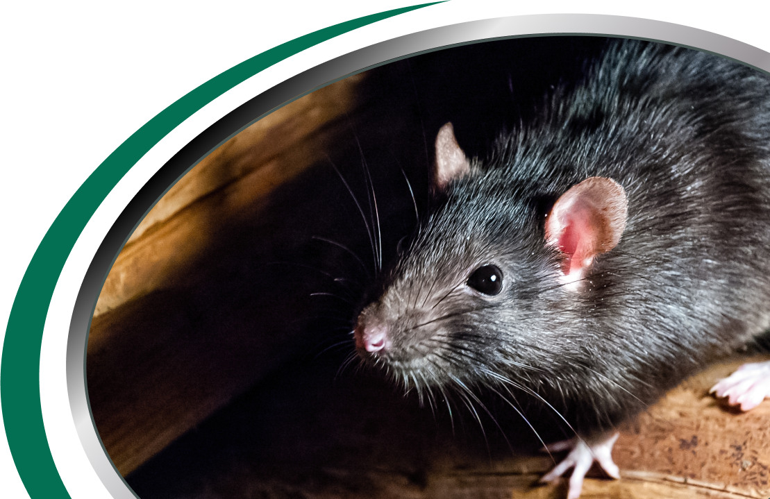 Active Pest Control Management 