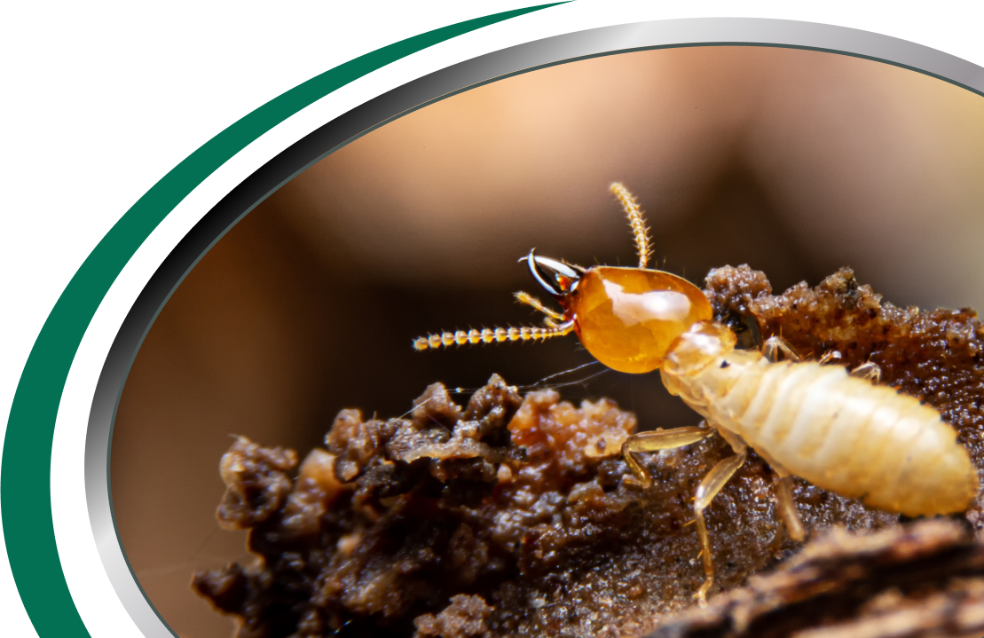 Active Pest Control Management 