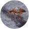 Bed Bugs Control Sydney