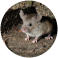 Mice Control Sydney