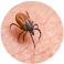 Tick Removal Sydney