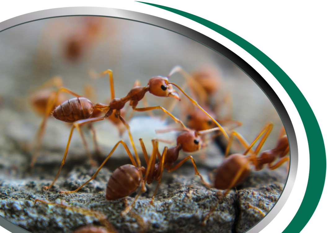 Termite Treatment Sydney