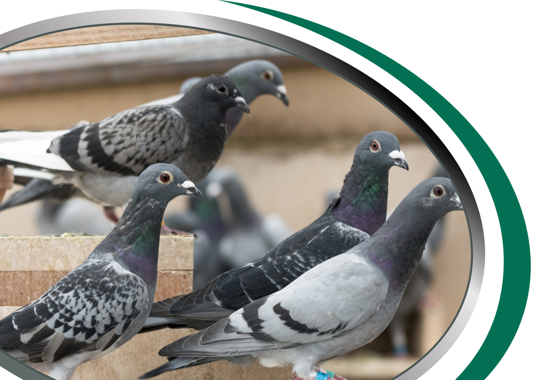 Bird Pest Control Sydney