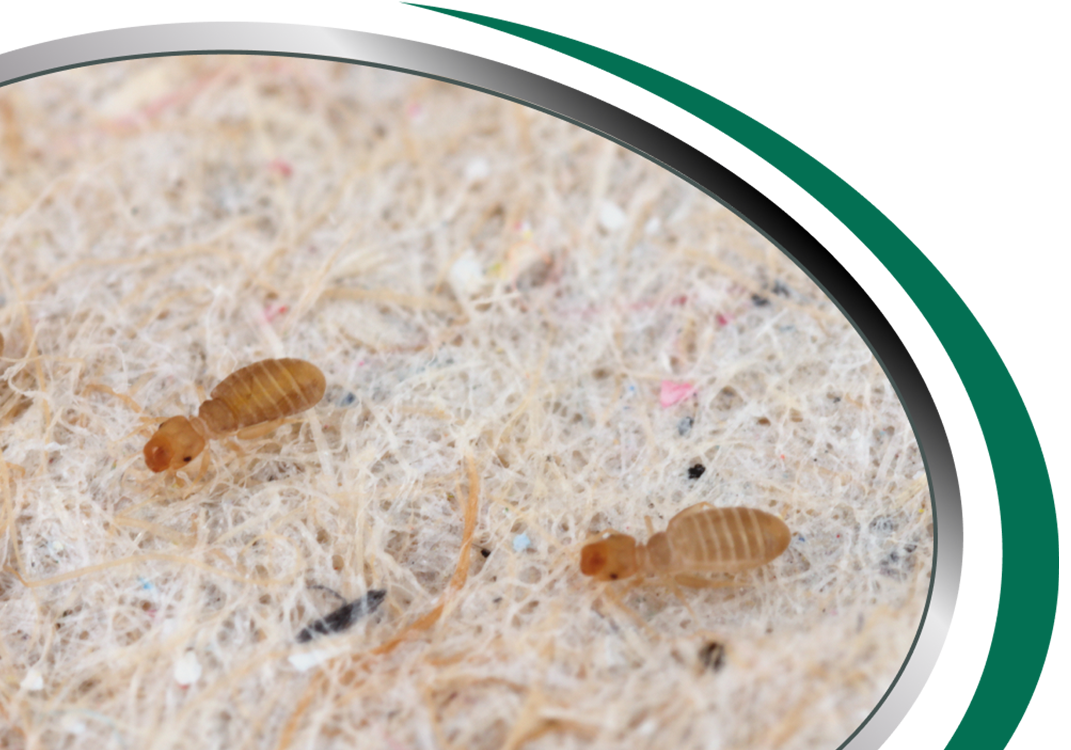 Booklice Pest Control Sydney