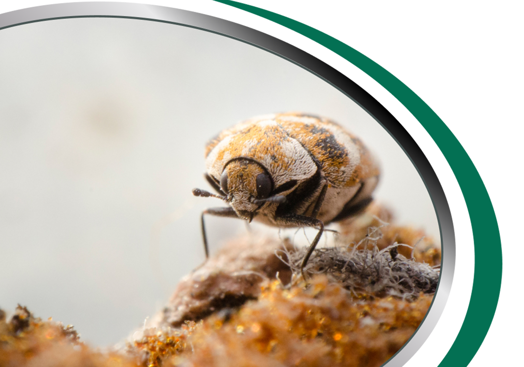 Carpet Beetles pest control Sydney