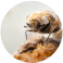 Carpet Beetles pest control Sydney