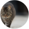 Cat Removal Sydney