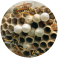 European Wasp Control Sydney