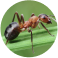 Ant Pest Control Sydney