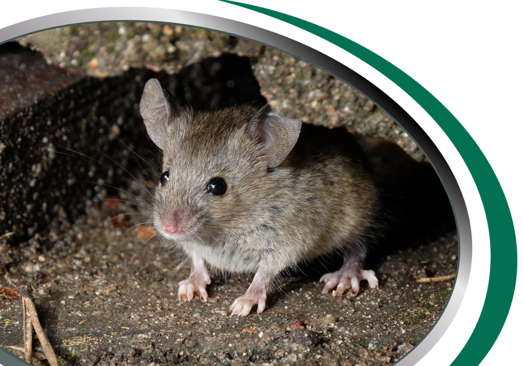rodent control sydney