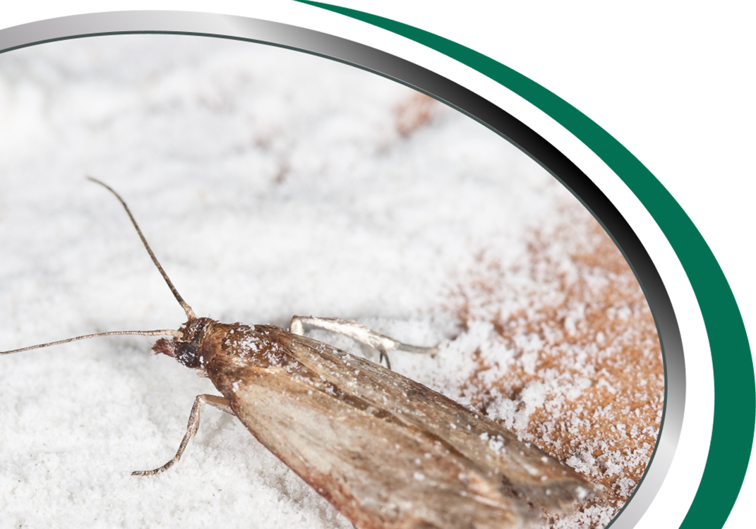 Pantry Moth Control Sydney