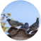 Bird Pest Control Sydney