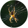 Spider Pest Control Sydney