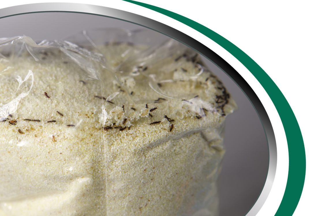 Stored Product Pest Treatment Sydney