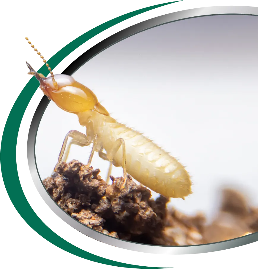 Termite Treatment Sydney